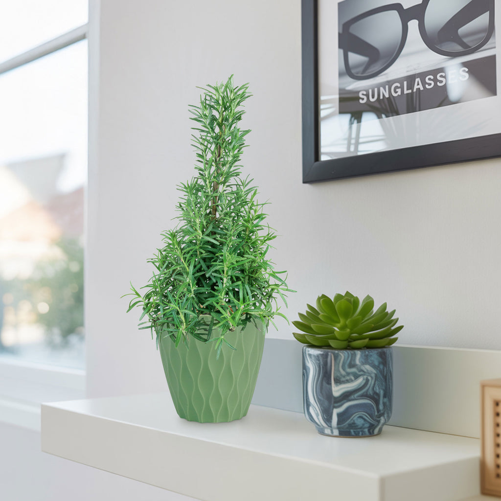 Rosemary Christmas Tree ‘Salvia rosemarinus’