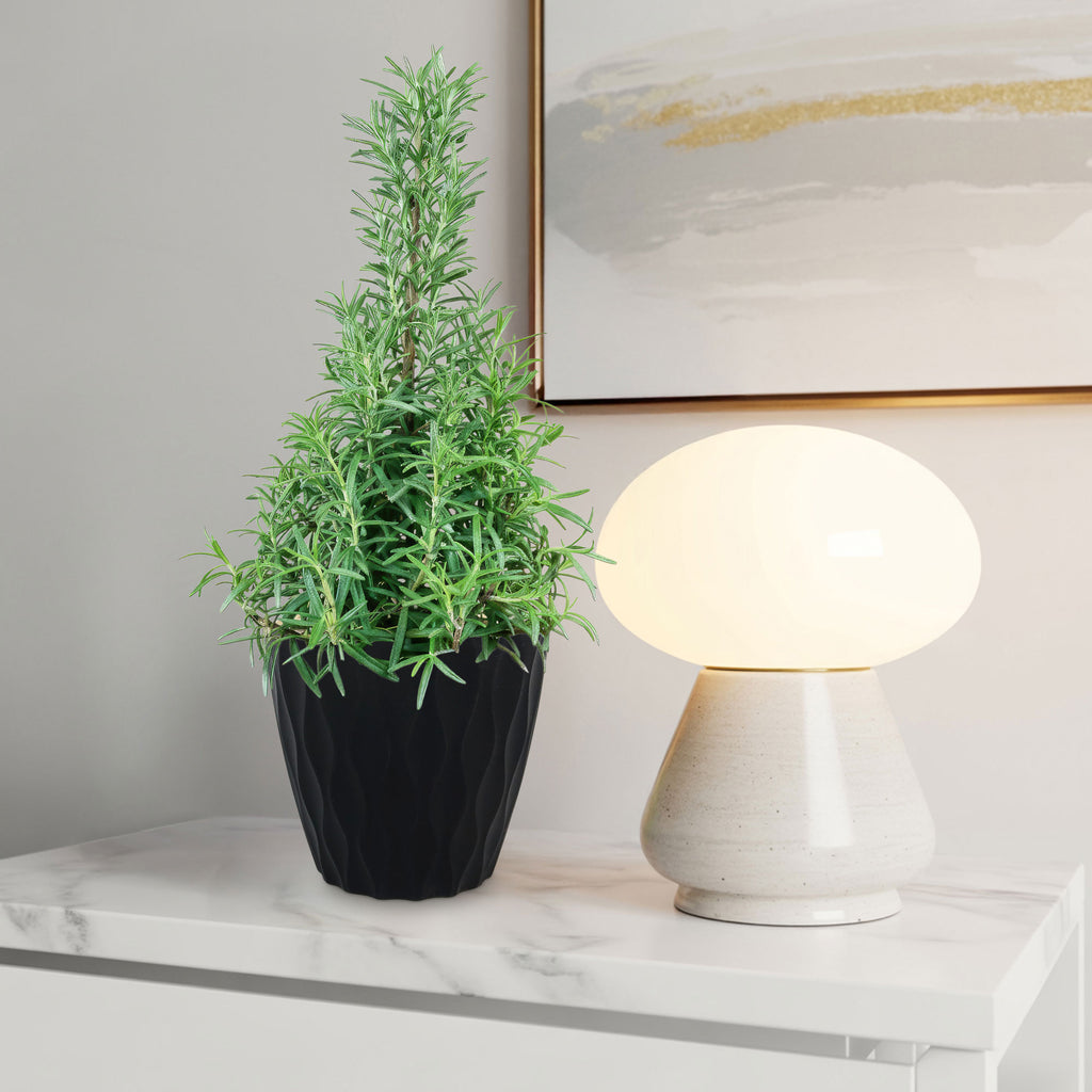 Rosemary Christmas Tree ‘Salvia rosemarinus’