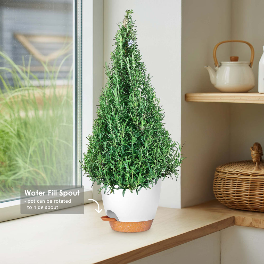 Rosemary Christmas Tree ‘Salvia rosemarinus’