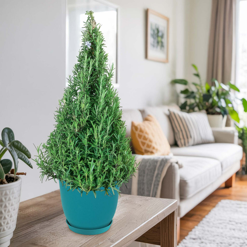 Rosemary Christmas Tree ‘Salvia rosemarinus’