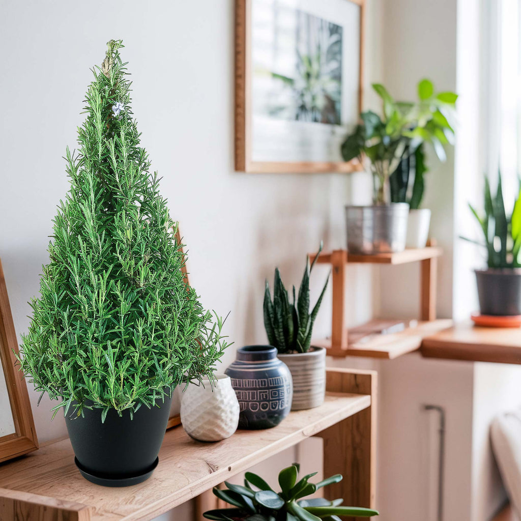 Rosemary Christmas Tree ‘Salvia rosemarinus’