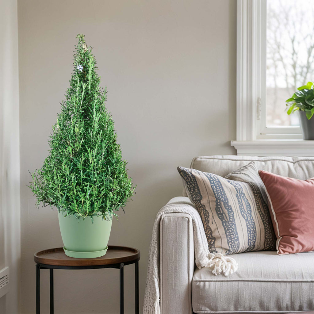 Rosemary Christmas Tree ‘Salvia rosemarinus’