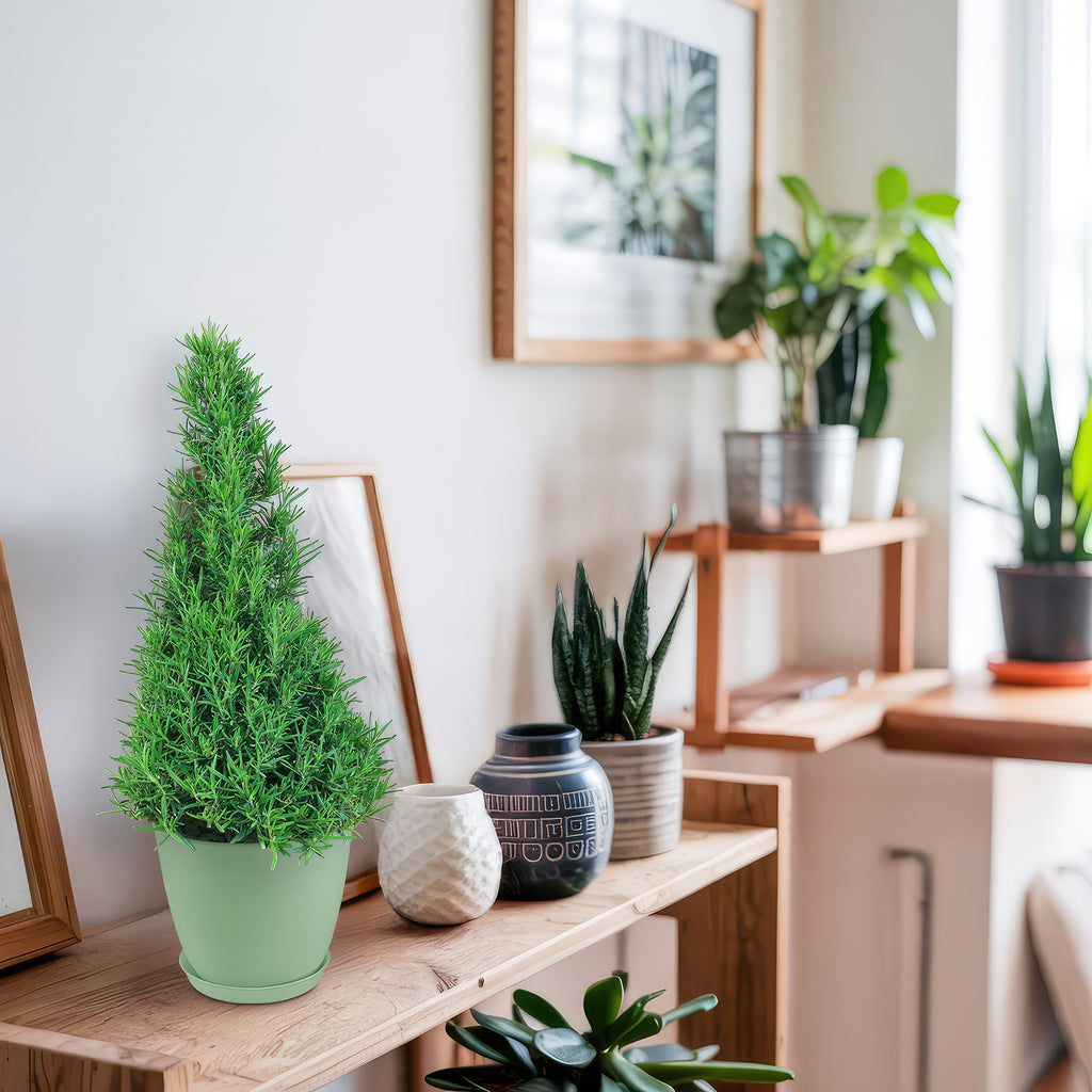 Rosemary Christmas Tree ‘Salvia rosemarinus’