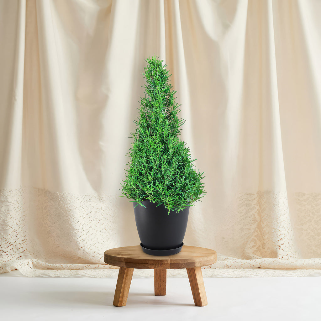 Rosemary Christmas Tree ‘Salvia rosemarinus’
