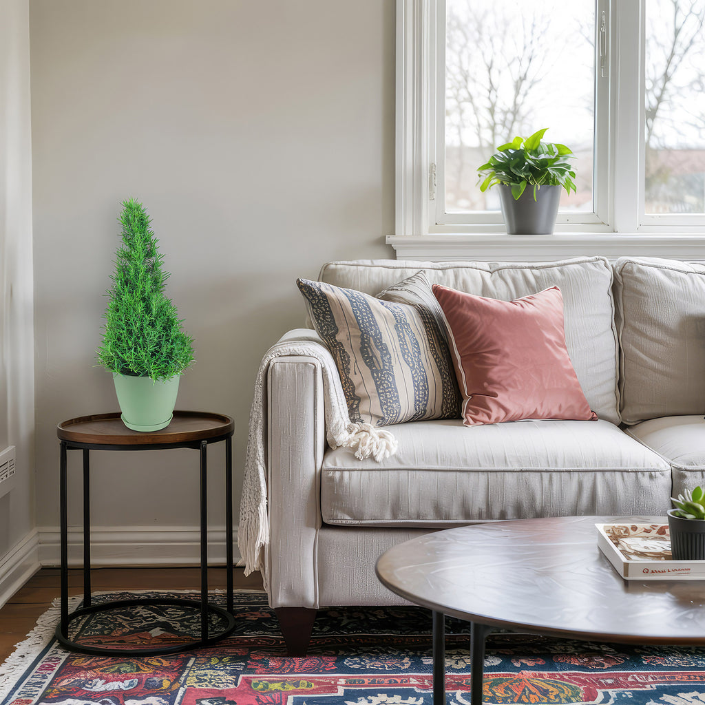 Rosemary Christmas Tree ‘Salvia rosemarinus’