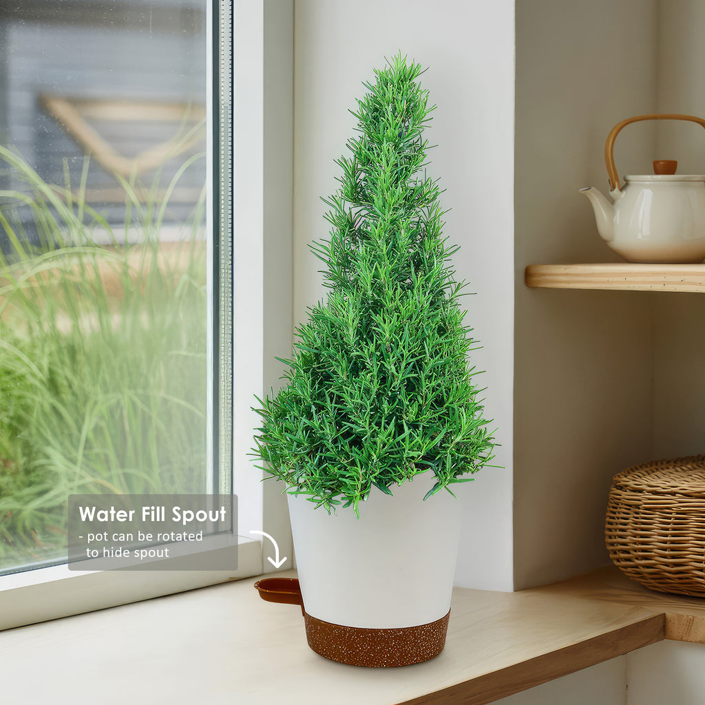 Rosemary Christmas Tree ‘Salvia rosemarinus’