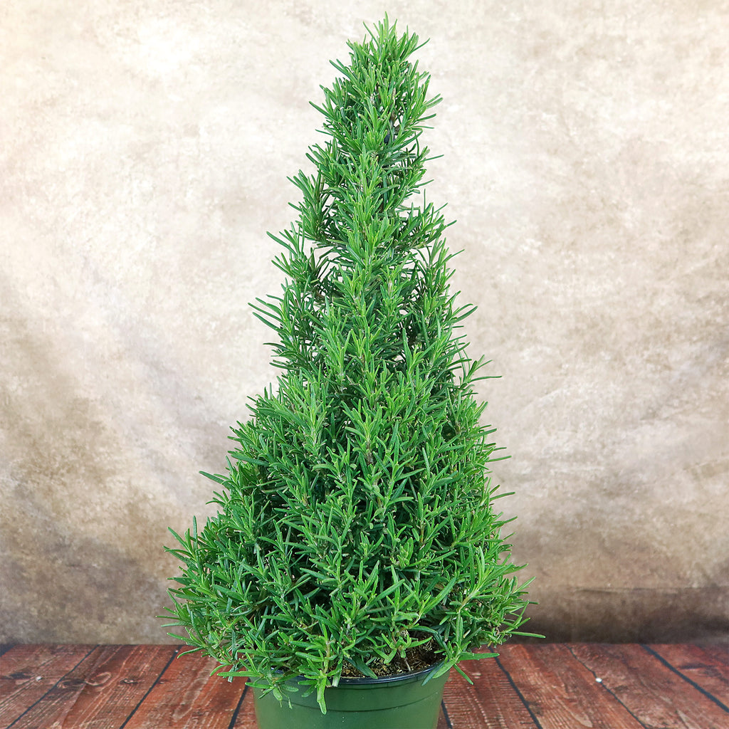 Rosemary Christmas Tree ‘Salvia rosemarinus’