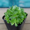 Rosularia platyphylla