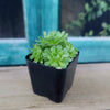 Rosularia platyphylla