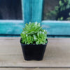 Rosularia platyphylla