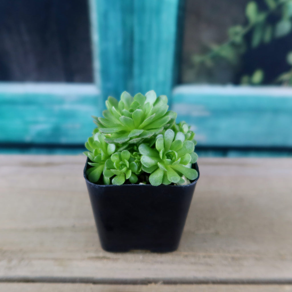 Rosularia platyphylla