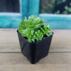 Rosularia platyphylla