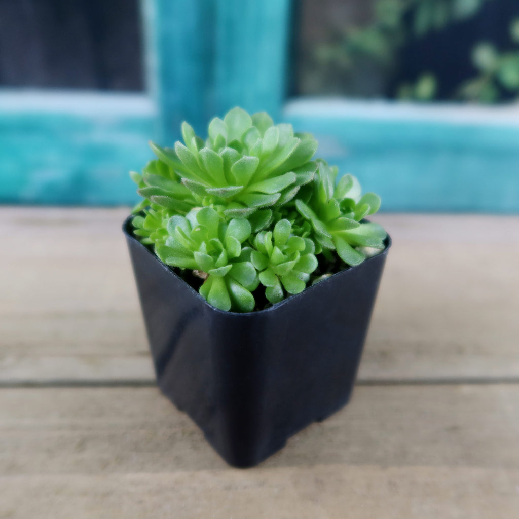 Rosularia platyphylla