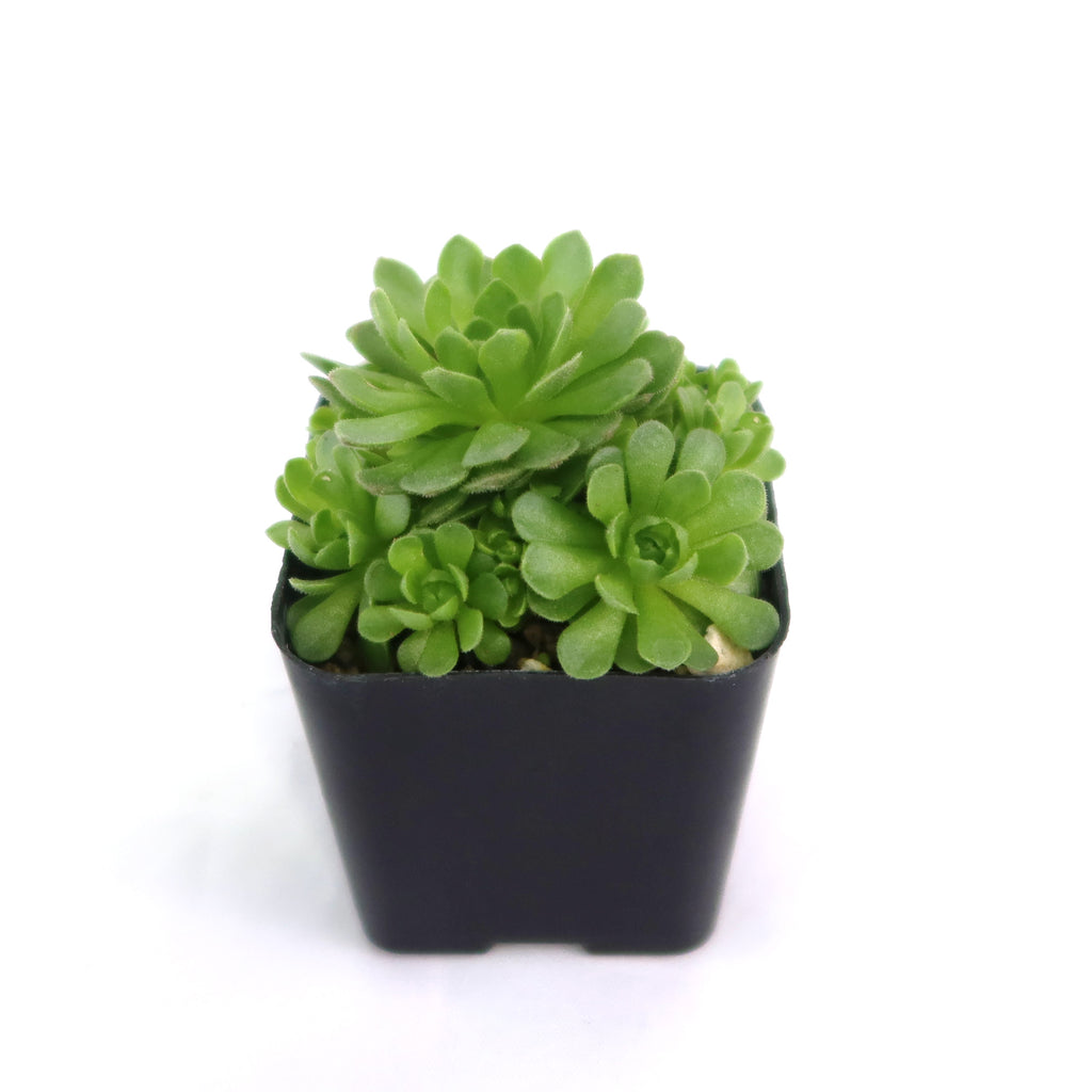 Rosularia platyphylla