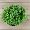 Rosularia platyphylla