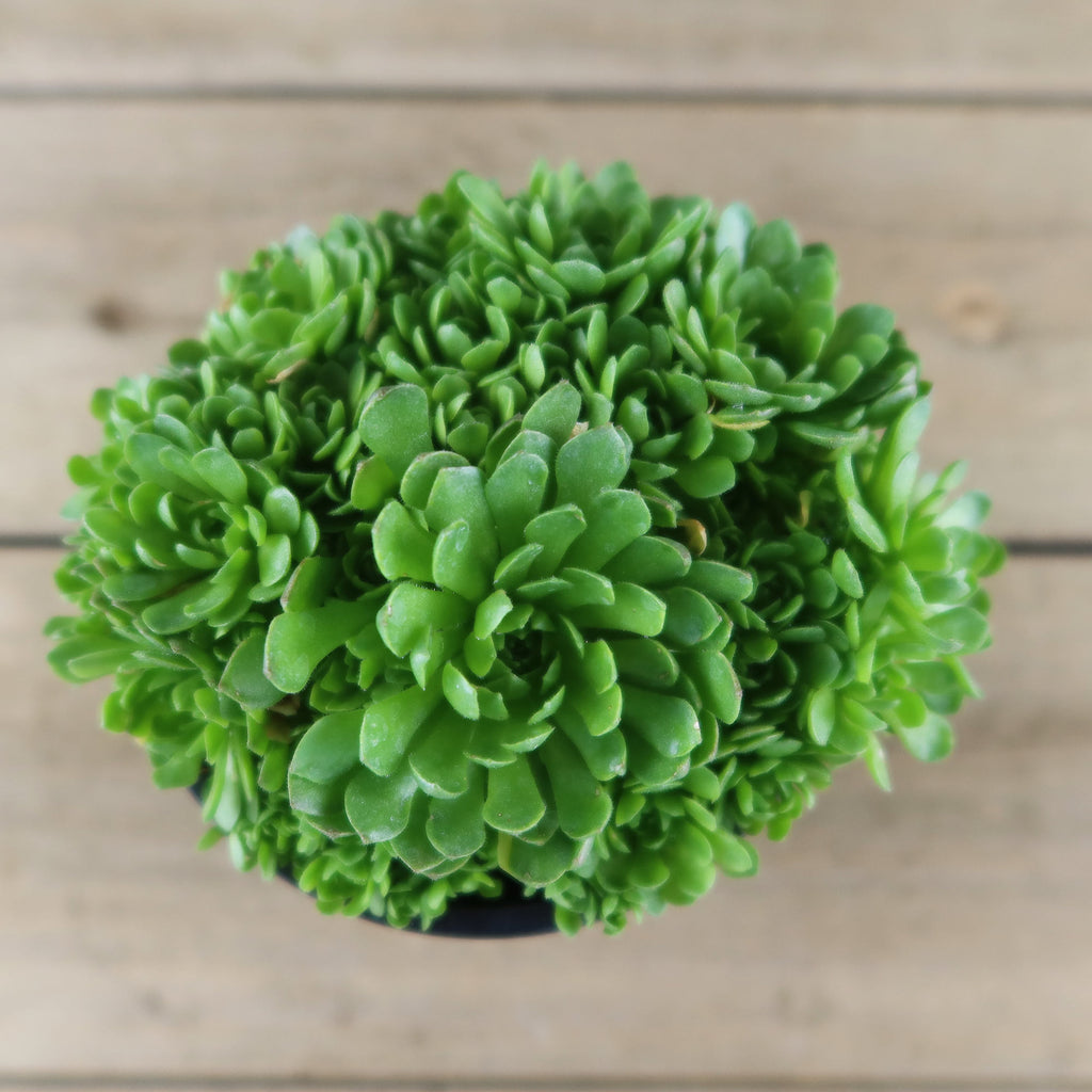 Rosularia platyphylla