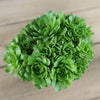 Rosularia platyphylla