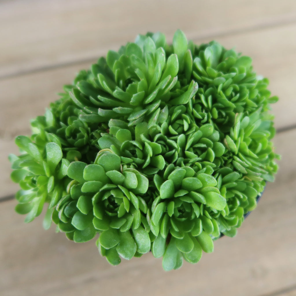 Rosularia platyphylla