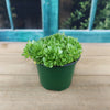 Rosularia platyphylla