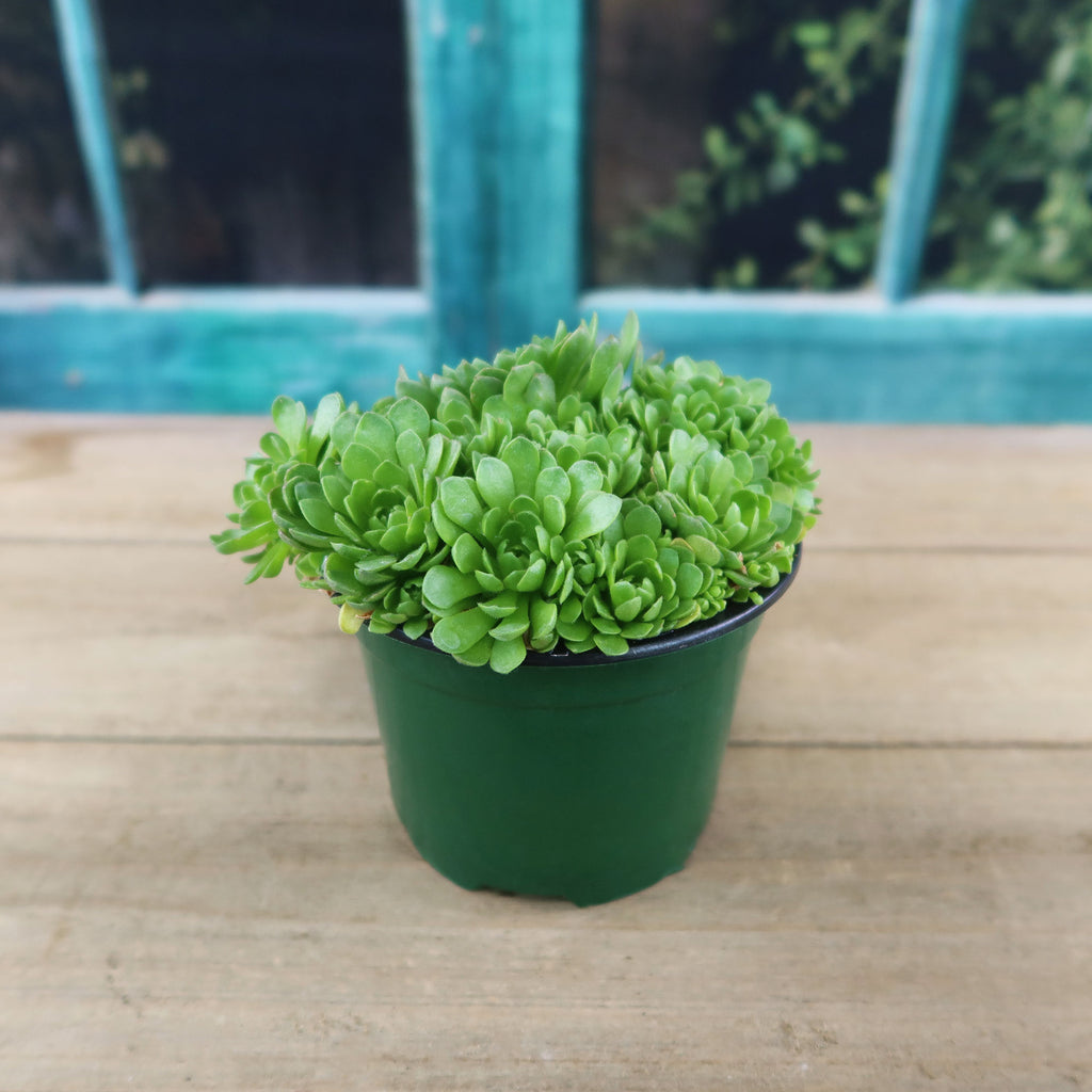 Rosularia platyphylla