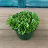 Rosularia platyphylla