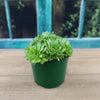 Rosularia platyphylla