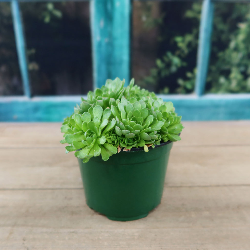 Rosularia platyphylla