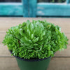 Rosularia platyphylla
