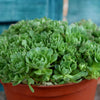 Rosularia platyphylla
