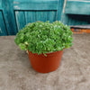 Rosularia platyphylla
