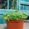 Rosularia platyphylla
