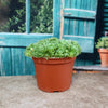 Rosularia platyphylla