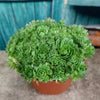 Rosularia platyphylla