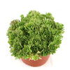 Rosularia platyphylla