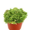 Rosularia platyphylla