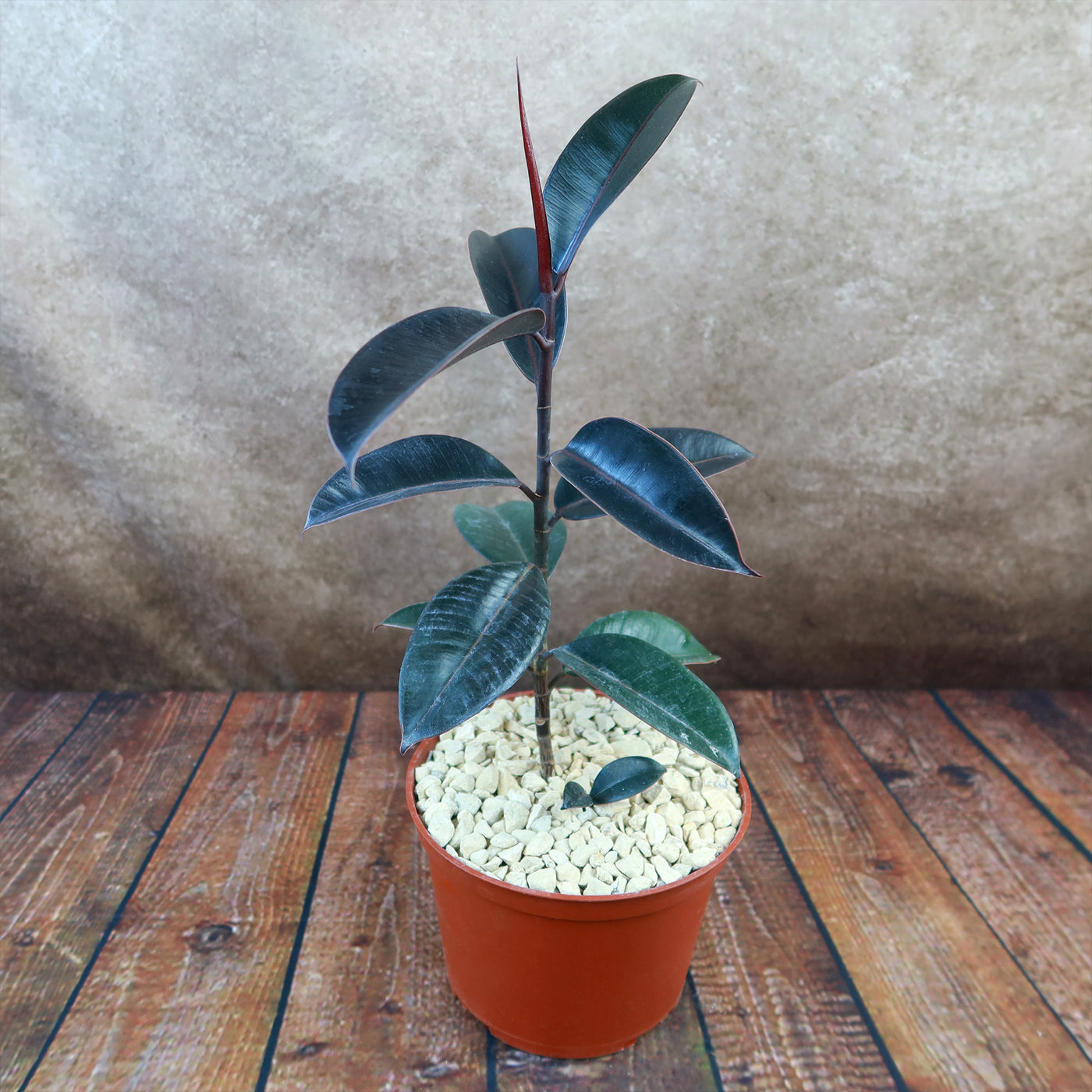 rubber plant vs fiddle leaf fig Rubber Fig 'Ficus Burgundy' For sale