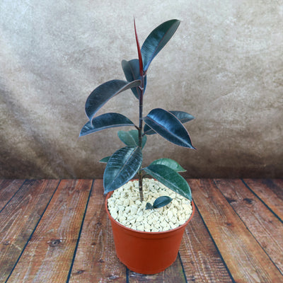 rubber fiddle leaf fig Rubber Fig 'Ficus Burgundy' 4" Pot