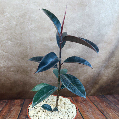 rubber fig house plant Rubber Fig 'Ficus Burgundy' 4" Pot