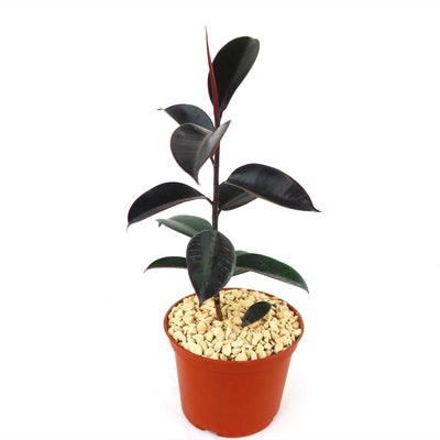 burgundy india rubber tree plant Rubber Fig 'Ficus Burgundy' For sale