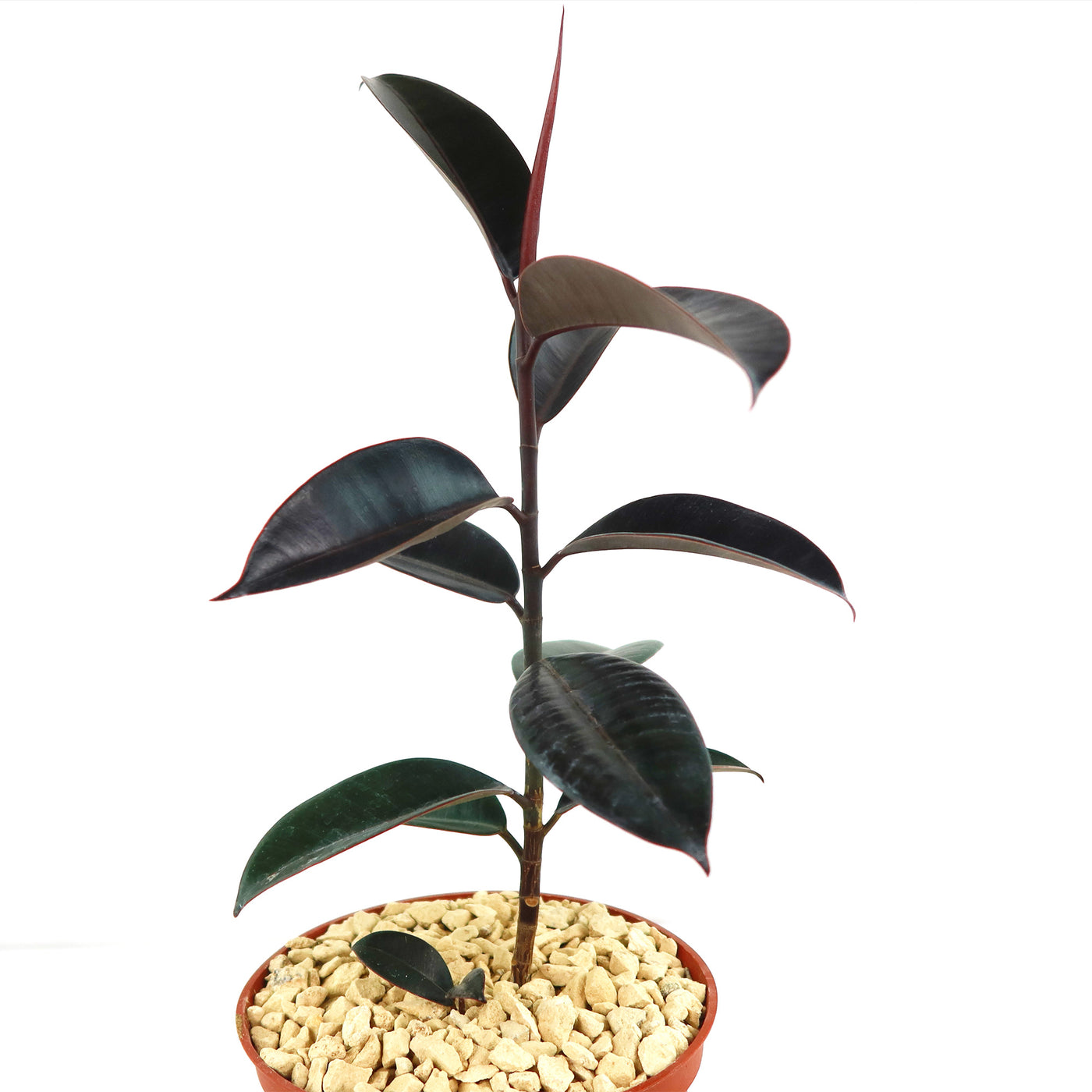 black knight rubber tree Rubber Fig 'Ficus Burgundy' For sale