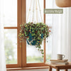 Ruby Cascade Plant - Peperomia ‘Ruby Cascade’