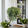 Ruby Cascade Plant - Peperomia ‘Ruby Cascade’
