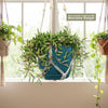Ruby Necklace Plant &