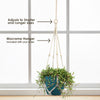 Ruby Necklace Plant &