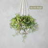 Ruby Necklace Plant &
