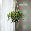 Ruby Necklace Plant &