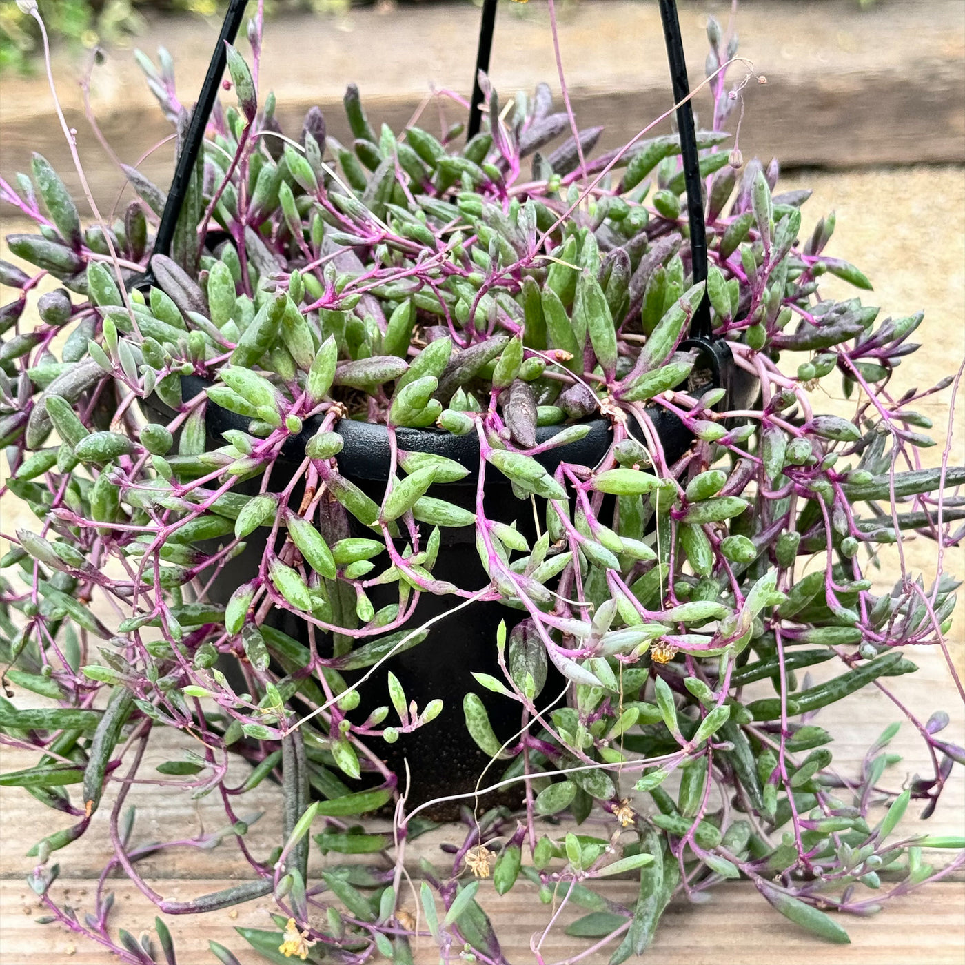 ruby necklace plant indoor care Ruby Necklace Plant 'Othonna capensis'