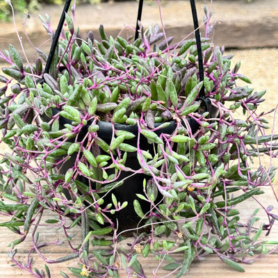 string of pickles succulent Ruby Necklace Plant 'Othonna capensis' 1 Gal. / White / With Pot