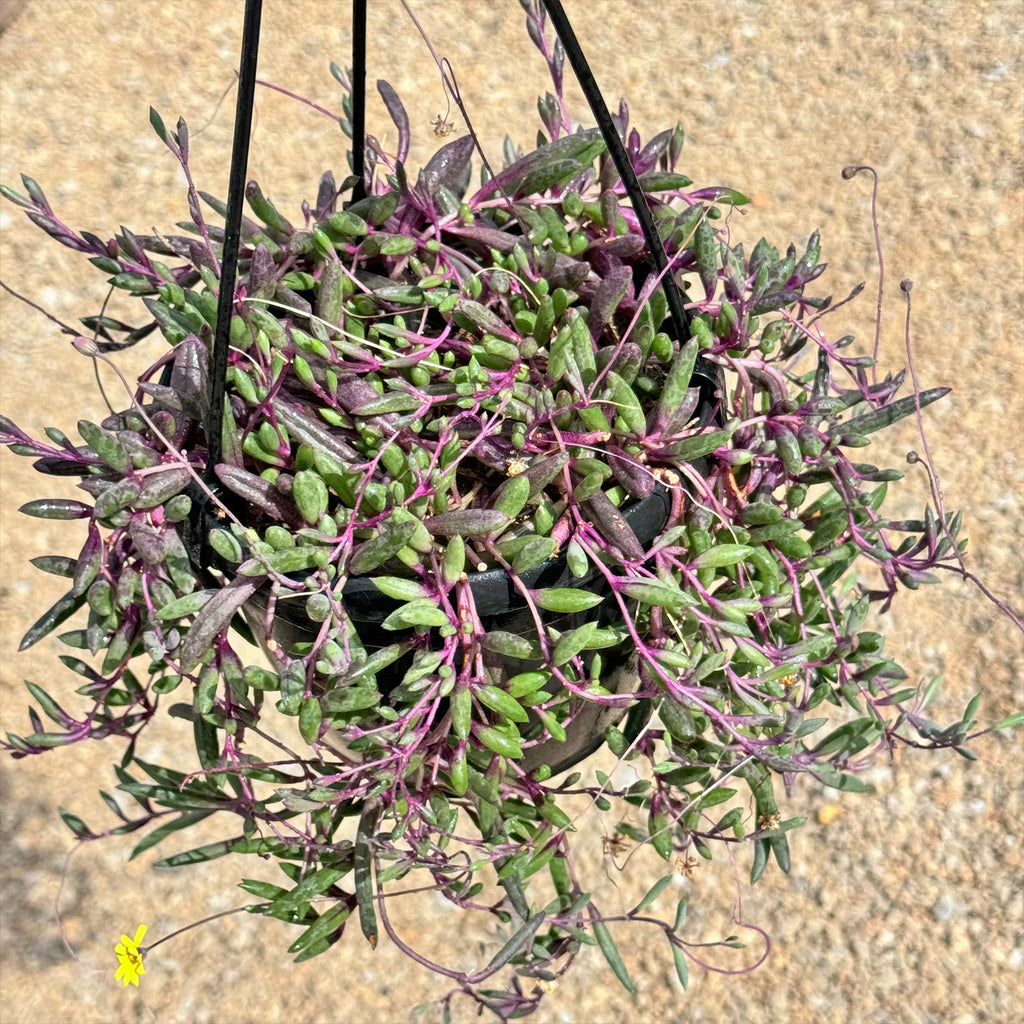 Ruby Necklace Plant &