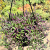 Ruby Necklace Plant &